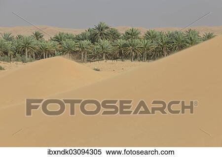 "Oasis with date palms surrounded by sand dunes, Emirate of Dubai, United Arab Emirates, Asia" View Large Photo Image Stock Photography - "Oasis with date palms surrounded by sand dunes, Emirate of Dubai, United Arab Emirates, Asia". Fotosearch