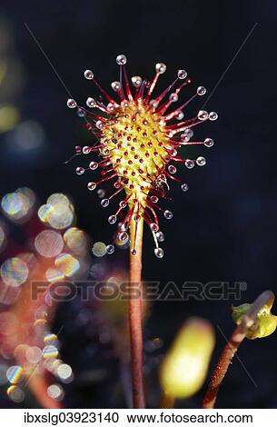 "Oblong-leaved Sundew (Drosera intermedia), leaf blade, Bavaria, Germany, Europe" View Large Photo Image Stock Image - "Oblong-leaved Sundew (Drosera intermedia), leaf blade, Bavaria, Germany, Europe". Fotosearch