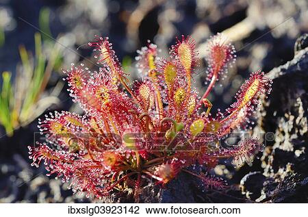 "Oblong-leaved Sundew (Drosera intermedia), Bavaria, Germany, Europe" View Large Photo Image Stock Image - "Oblong-leaved Sundew (Drosera intermedia), Bavaria, Germany, Europe". Fotosearch