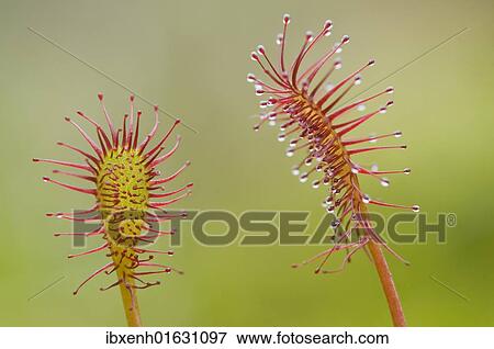Stock Photo - Oblong-leaved sundew or spoonleaf sundew (Drosera intermedia). Fotosearch