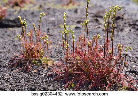 "Oblong-leaved sundew, spoonleaf sundew (Drosera intermedia), blooming on black peat" View Large Photo Image Stock Image - "Oblong-leaved sundew, spoonleaf sundew (Drosera intermedia), blooming on black peat". Fotosearch