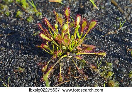 "Oblong-leaved sundew, spoonleaf sundew (Drosera intermedia) on waterlogged peat soil" View Large Photo Image Stock Photo - "Oblong-leaved sundew, spoonleaf sundew (Drosera intermedia) on waterlogged peat soil". Fotosearch