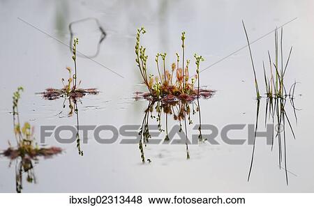 "Oblong-leaved sundew, spoonleaf sundew (Drosera intermedia), with inflorescences on a bog pond" View Large Photo Image Stock Photo - "Oblong-leaved sundew, spoonleaf sundew (Drosera intermedia), with inflorescences on a bog pond". Fotosearch