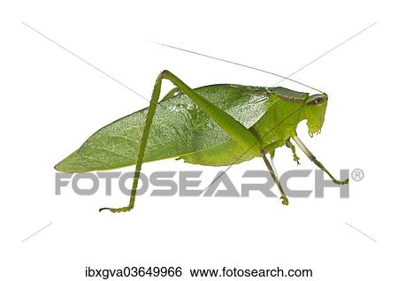 "Oblong-Winged Katydid (Amblycorypha oblongifolia), green morph, male, Tambopata Nature Reserve, Madre de Dios Region, Peru, South America" View Large Photo Image Stock Photograph - "Oblong-Winged Katydid (Amblycorypha oblongifolia), green morph, male, Tambopata Nature Reserve, Madre de Dios Region, Peru, South America". Fotosearch