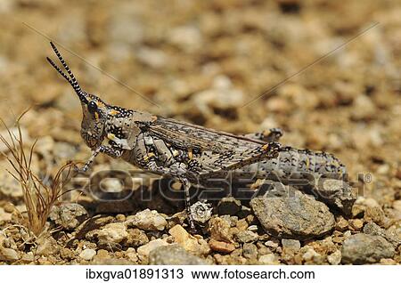 "Ochrophlebia, Cone-headed Grasshopper (Pyrgomorphidae), Goegap Nature Reserve, Namaqualand, South Africa, Africa" View Large Photo Image Stock Image - "Ochrophlebia, Cone-headed Grasshopper (Pyrgomorphidae), Goegap Nature Reserve, Namaqualand, South Africa, Africa". Fotosearch