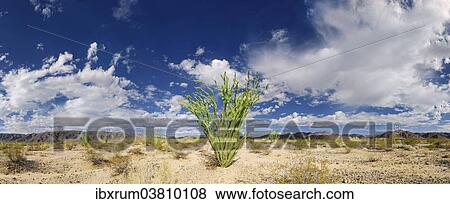 "Ocotillo Shrub (Fouquieria splendens) with clouds in the sky, Joshua Tree National Park, Desert Center, California, USA" View Large Photo Image Stock Photo - "Ocotillo Shrub (Fouquieria splendens) with clouds in the sky, Joshua Tree National Park, Desert Center, California, USA". Fotosearch