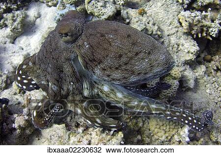"Octopus (Octopus sp. ), Red Sea, Egypt, Africa" View Large Photo Image Stock Image - "Octopus (Octopus sp. ), Red Sea, Egypt, Africa". Fotosearch