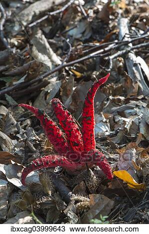 "Octopus Stinkhorn (Clathrus archeri), fruiting body, Monchbruch forest, Hesse, Germany, Europe" View Large Photo Image Stock Image - "Octopus Stinkhorn (Clathrus archeri), fruiting body, Monchbruch forest, Hesse, Germany, Europe". Fotosearch