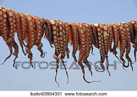 "Octopuses hung up to dry on a washing line, Mandraki, Kos, Greece, Europe" View Large Photo Image Stock Image - "Octopuses hung up to dry on a washing line, Mandraki, Kos, Greece, Europe". Fotosearch