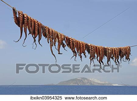 "Octopuses hung up to dry on a washing line, Mandraki, Kos, Greece, Europe" View Large Photo Image Stock Photography - "Octopuses hung up to dry on a washing line, Mandraki, Kos, Greece, Europe". Fotosearch