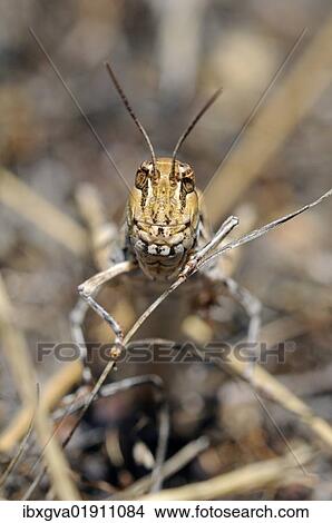 "Oedaleus, Field Grasshopper species (Acrididae), Nieuwoudtville, Hantam, South Africa, Africa" View Large Photo Image Picture - "Oedaleus, Field Grasshopper species (Acrididae), Nieuwoudtville, Hantam, South Africa, Africa". Fotosearch