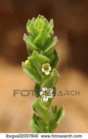"Oftia africana, Goegap Nature Reserve, Namaqualand, South Africa, Africa" View Large Photo Image Stock Image - "Oftia africana, Goegap Nature Reserve, Namaqualand, South Africa, Africa". Fotosearch