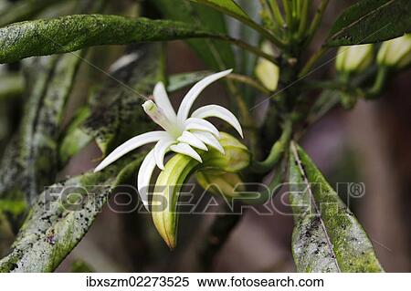 "Oha Wai (Clermontia lindseyana), rare plant, Volcanoes National Park, Big Island of Hawaii, USA" View Large Photo Image Stock Photography - "Oha Wai (Clermontia lindseyana), rare plant, Volcanoes National Park, Big Island of Hawaii, USA". Fotosearch