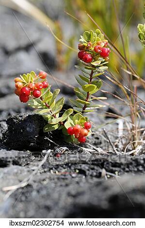 "Ohelo Ai Berry (Vaccinium reticulatum), Hawaii Volcanoes National Park, Hawaii, USA" View Large Photo Image Picture - "Ohelo Ai Berry (Vaccinium reticulatum), Hawaii Volcanoes National Park, Hawaii, USA". Fotosearch