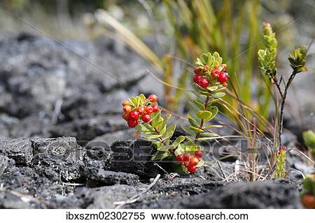 Stock Photography - "Ohelo Ai Berry (Vaccinium reticulatum), Hawaii Volcanoes National Park, Hawaii, USA". Fotosearch