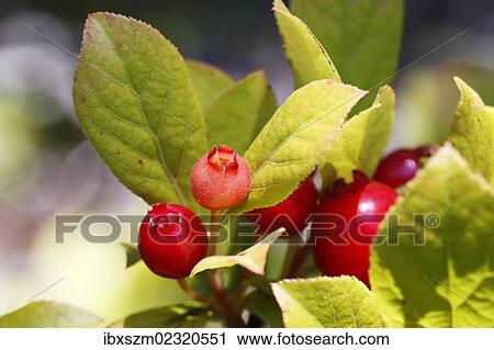 "Ohelo tree or Ohelo Kau La'au (Vaccinium calycinum), Big Island, Hawaii, USA" View Large Photo Image Stock Image - "Ohelo tree or Ohelo Kau La'au (Vaccinium calycinum), Big Island, Hawaii, USA". Fotosearch
