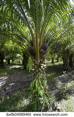 Stock Photography - "Oil palm (Elaeis guineensis), Simeulue, Indonesia, Asia". Fotosearch