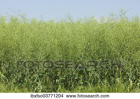 "Oilseed Rape (Brassica napus), unripe, Thuringia, Germany, Europe" View Large Photo Image Picture - "Oilseed Rape (Brassica napus), unripe, Thuringia, Germany, Europe". Fotosearch