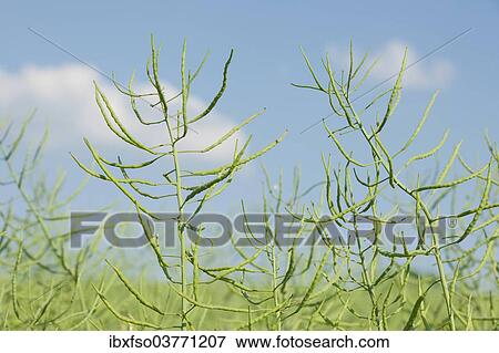 "Oilseed Rape (Brassica napus), unripe, pods, Thuringia, Germany, Europe" View Large Photo Image Stock Photo - "Oilseed Rape (Brassica napus), unripe, pods, Thuringia, Germany, Europe". Fotosearch