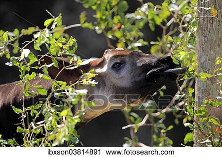 Stock Image - "Okapi (Okapia johnstoni) adult, feeding, captive, Miami, Florida, USA". Fotosearch