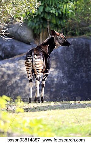 "Okapi (Okapia johnstoni), adult, captive, Miami, Florida, USA" View Large Photo Image Stock Photo - "Okapi (Okapia johnstoni), adult, captive, Miami, Florida, USA". Fotosearch
