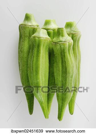 "Okra, Lady's fingers or Gumbo (Abelmoschus esculentus)" View Large Photo Image Stock Photo - "Okra, Lady's fingers or Gumbo (Abelmoschus esculentus)". Fotosearch