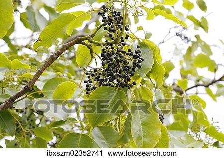 "Olapa (Cheirodendron trigynum) leaves and berries, Big Island, Hawaii, USA" View Large Photo Image Stock Image - "Olapa (Cheirodendron trigynum) leaves and berries, Big Island, Hawaii, USA". Fotosearch
