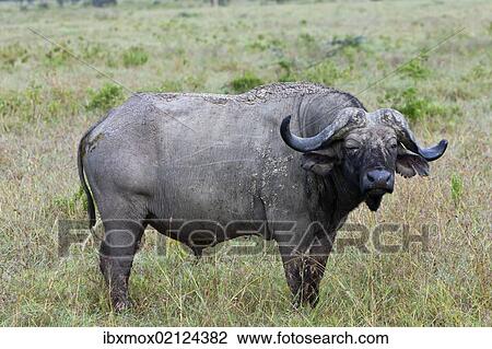 "Old African Buffalo (Syncerus caffer) with purulent eye, Lake Nakuru National Park, Kenya, East Africa, PublicGround, Africa" View Large Photo Image Stock Image - "Old African Buffalo (Syncerus caffer) with purulent eye, Lake Nakuru National Park, Kenya, East Africa, PublicGround, Africa". Fotosearch