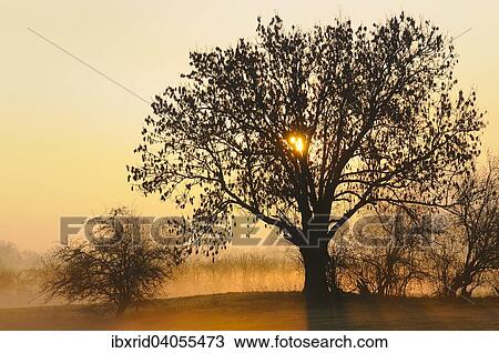 Stock Image - "Old Ash tree (Fraxinus excelsior) at sunrise, ground fog, Rheinberg, Niederrhein, North Rhine-Westphalia, Germany, Europe". Fotosearch