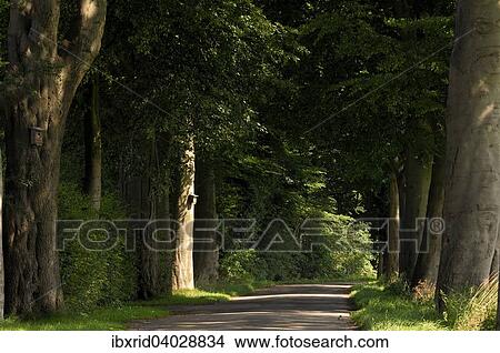 "Old avenue of beeches (Fagus sylvatica), Hamminkeln, North Rhine-Westphalia, Germany, Europe" View Large Photo Image Picture - "Old avenue of beeches (Fagus sylvatica), Hamminkeln, North Rhine-Westphalia, Germany, Europe". Fotosearch