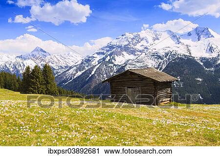 "Old barn in a meadow of crocuses, the Zillertal Alps at the back, Zillertal valley, Tyrol, Austria, Europe" View Large Photo Image Stock Image - "Old barn in a meadow of crocuses, the Zillertal Alps at the back, Zillertal valley, Tyrol, Austria, Europe". Fotosearch
