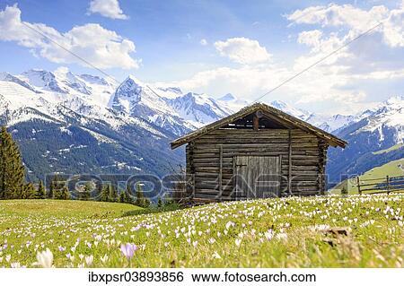 Stock Photograph - "Old barn in a meadow of crocuses, the Zillertal Alps at the back, Zillertal valley, Tyrol, Austria, Europe". Fotosearch