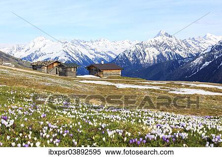 "Old barns in a meadow of crocuses, the Zillertal Alps at the back, Zillertal valley, Tyrol, Austria, Europe" View Large Photo Image Stock Photography - "Old barns in a meadow of crocuses, the Zillertal Alps at the back, Zillertal valley, Tyrol, Austria, Europe". Fotosearch