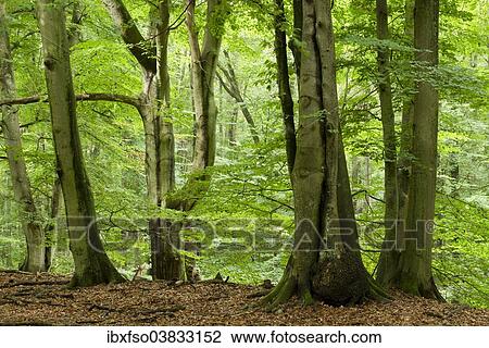 "Old beech forest (Fagus sylvatica), Darss, Western Pomerania Lagoon Area National Park, Mecklenburg-Western Pomerania, Germany, Europe" View Large Photo Image Stock Image - "Old beech forest (Fagus sylvatica), Darss, Western Pomerania Lagoon Area National Park, Mecklenburg-Western Pomerania, Germany, Europe". Fotosearch
