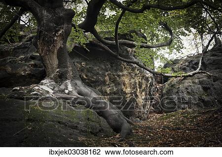 "Old beech tree (Fagus) on a rock, Saxon Switzerland National Park, Saxon Switzerland region, Saxony, Germany, Europe" View Large Photo Image Stock Image - "Old beech tree (Fagus) on a rock, Saxon Switzerland National Park, Saxon Switzerland region, Saxony, Germany, Europe". Fotosearch