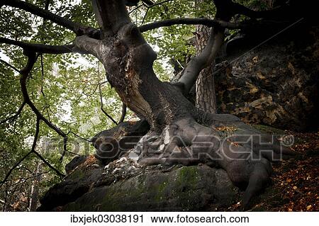 "Old beech tree (Fagus) on a rock, Saxon Switzerland National Park, Saxon Switzerland region, Saxony, Germany, Europe" View Large Photo Image Stock Image - "Old beech tree (Fagus) on a rock, Saxon Switzerland National Park, Saxon Switzerland region, Saxony, Germany, Europe". Fotosearch