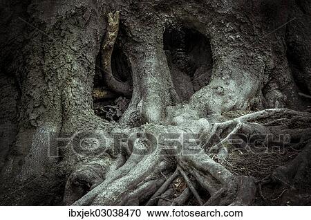 "Old beech tree (Fagus), tree face, Jasmund National Park, Rugen island, Rugen, Mecklenburg-Western Pomerania, Germany, Europe" View Large Photo Image Stock Image - "Old beech tree (Fagus), tree face, Jasmund National Park, Rugen island, Rugen, Mecklenburg-Western Pomerania, Germany, Europe". Fotosearch