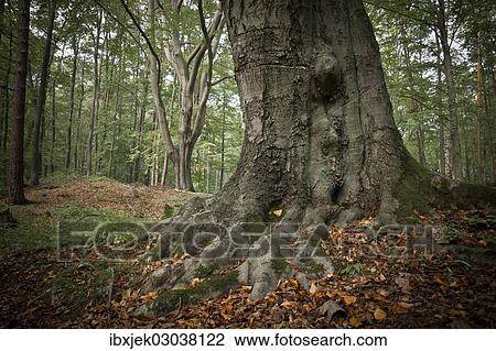 Stock Image - "Old beech tree (Fagus), with roots showing above ground, Schlaubetal, Naturschutzgebiet Schlaubetal, Brandenburg, Germany, Europe". Fotosearch