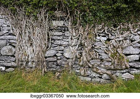 "Old brick wall overgrown with ivy roots on Ballycarbery Castle, Ring of Kerry, Cahersiveen, County Kerry, Ireland, Europe" View Large Photo Image Stock Image - "Old brick wall overgrown with ivy roots on Ballycarbery Castle, Ring of Kerry, Cahersiveen, County Kerry, Ireland, Europe". Fotosearch