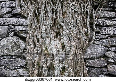 "Old brick wall overgrown with ivy roots on Ballycarbery Castle, Ring of Kerry, Cahersiveen, County Kerry, Ireland, Europe" View Large Photo Image Stock Image - "Old brick wall overgrown with ivy roots on Ballycarbery Castle, Ring of Kerry, Cahersiveen, County Kerry, Ireland, Europe". Fotosearch