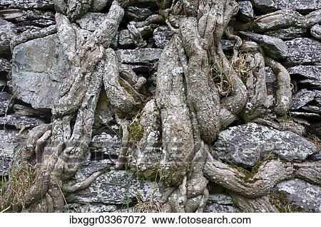 "Old brick wall overgrown with ivy roots on Ballycarbery Castle, Ring of Kerry, Cahersiveen, County Kerry, Ireland, Europe" View Large Photo Image Stock Image - "Old brick wall overgrown with ivy roots on Ballycarbery Castle, Ring of Kerry, Cahersiveen, County Kerry, Ireland, Europe". Fotosearch