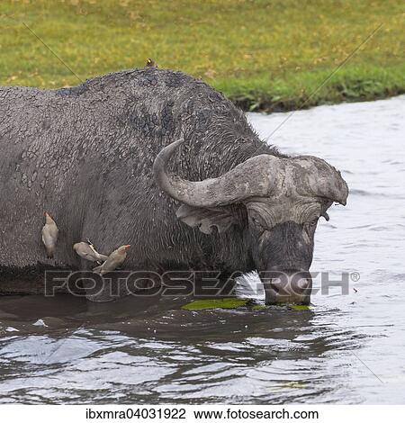 Stock Image - "Old Cape buffalo (Syncerus caffer) with a blind eye and lost horn drinking in the river, four Red-billed Oxpecker (Buphagus erythrorhynchus) on its body, Chobe National Park, Chobe River, Botswana, Africa". Fotosearch