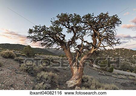 Stock Photograph - "Old Colorado pinyon (Pinus edulis) in heathland in front of evening sky, White Mountains, at Schulman Grove, Bishop, California, United States, North America". Fotosearch