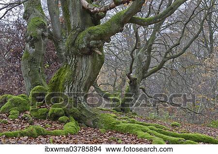 "Old Common Beech or European Beech (Fagus sylvatica) in Hutewald forest, Halloh, Albertshausen, North Hesse, Germany, Europe" View Large Photo Image Picture - "Old Common Beech or European Beech (Fagus sylvatica) in Hutewald forest, Halloh, Albertshausen, North Hesse, Germany, Europe". Fotosearch