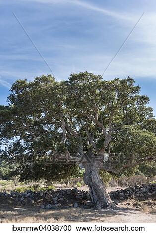 "Old cork oak, Cauria, Corsica, France, Europe" View Large Photo Image Stock Image - "Old cork oak, Cauria, Corsica, France, Europe". Fotosearch