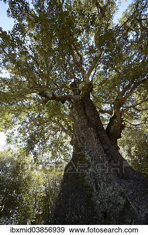 Stock Photo - "Old Cork Oak (Quercus suber), cork oak forest near Tizarella, Bois de Tizzarella, Asco Valley, Haute Corse, Corsica, France, Europe". Fotosearch