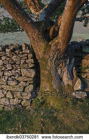 "Old dry stone wall, Lake District National Park, Cumbria, England, United Kingdom, Europe" View Large Photo Image Stock Image - "Old dry stone wall, Lake District National Park, Cumbria, England, United Kingdom, Europe". Fotosearch