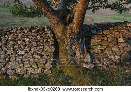"Old dry stone wall, Lake District National Park, Cumbria, England, United Kingdom, Europe" View Large Photo Image Stock Photo - "Old dry stone wall, Lake District National Park, Cumbria, England, United Kingdom, Europe". Fotosearch