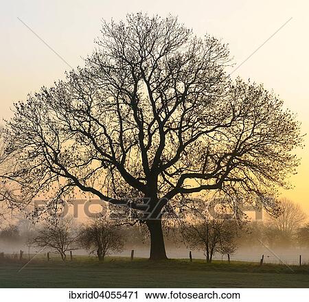 "Old English Oak (Quercus robur) at dawn, fog, Rheinberg, Niederrhein, North Rhine-Westphalia, Germany, Europe" View Large Photo Image Stock Image - "Old English Oak (Quercus robur) at dawn, fog, Rheinberg, Niederrhein, North Rhine-Westphalia, Germany, Europe". Fotosearch