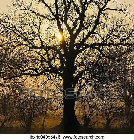 "Old English Oak (Quercus robur) at sunrise, Rheinberg, Niederrhein, North Rhine-Westphalia, Germany, Europe" View Large Photo Image Stock Photograph - "Old English Oak (Quercus robur) at sunrise, Rheinberg, Niederrhein, North Rhine-Westphalia, Germany, Europe". Fotosearch